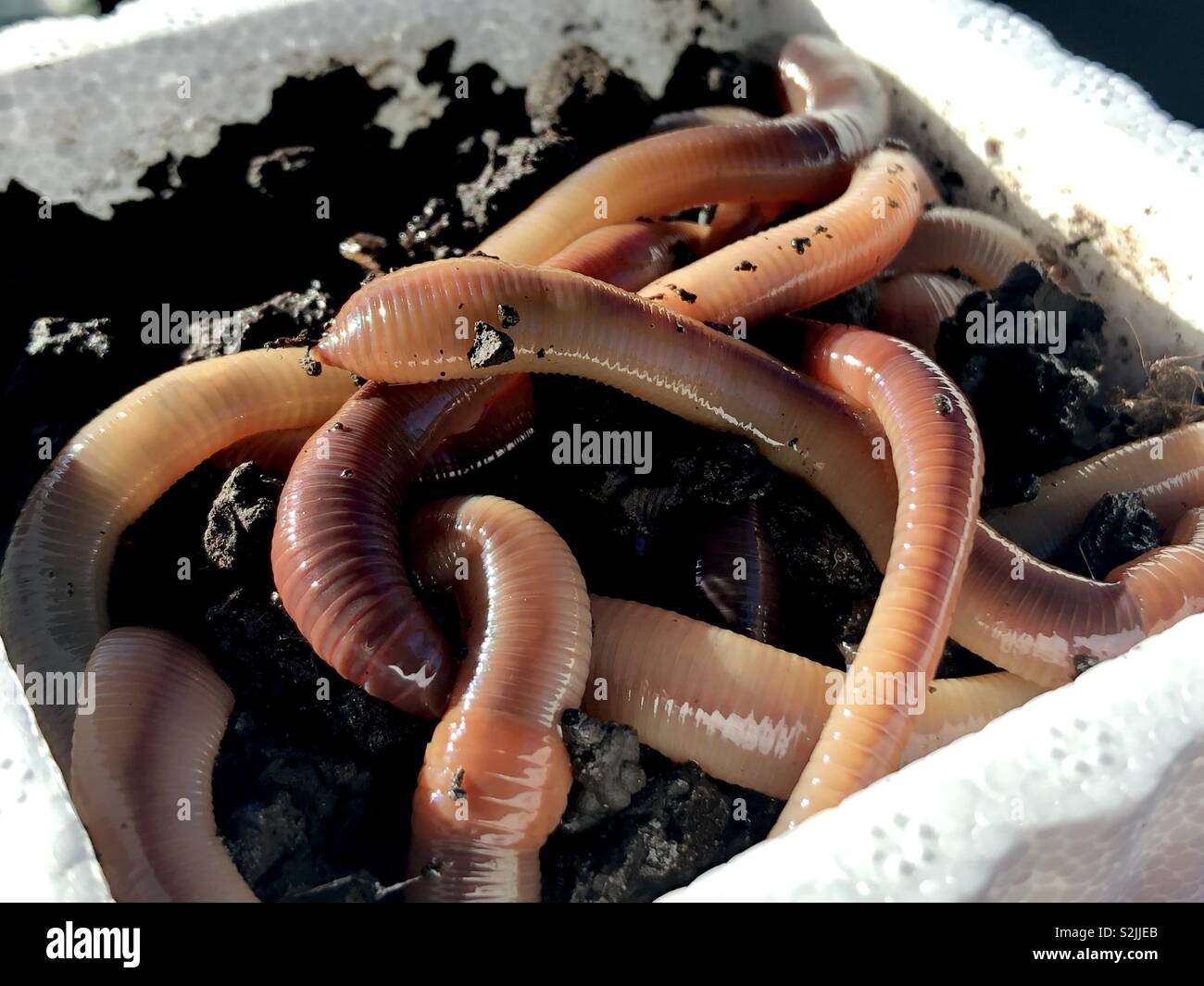 Cingolati di notte nella sporcizia in una scatola di polistirolo espanso - Immagine stock catturata con smartphone
