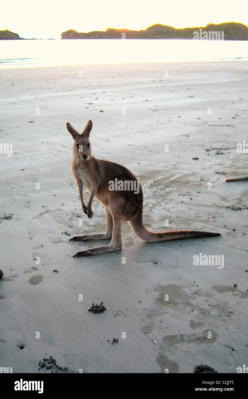 Wild kangaroo sulla spiaggia in Australia Foto Stock