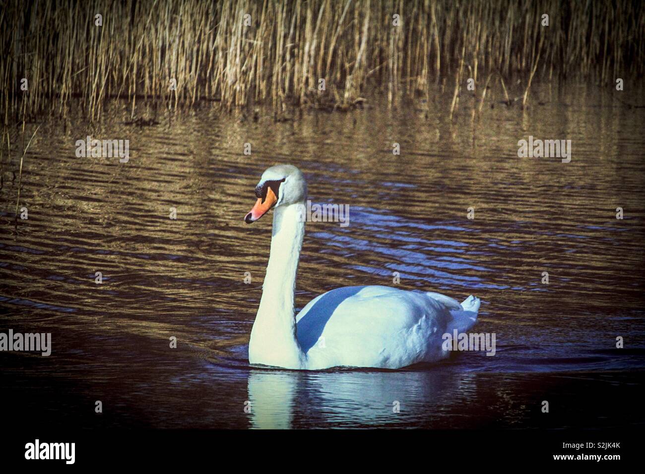 Piscina di Swan nel fens Foto Stock