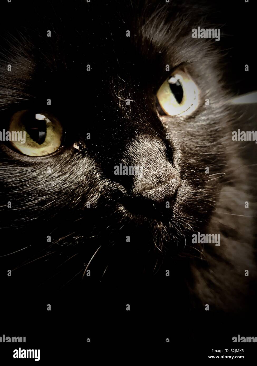 Close up di un gatto nero del volto Foto Stock