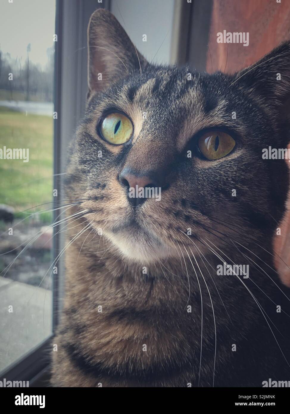 Un tabby cat con il look di intenti sulla sua faccia. Foto Stock