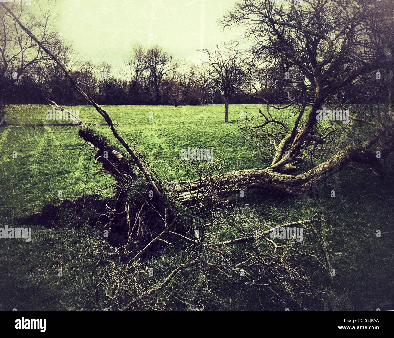 Un albero caduto, sradicati durante la tempesta Gareth. Marzo 2019. (Filtro applicato). Foto Stock