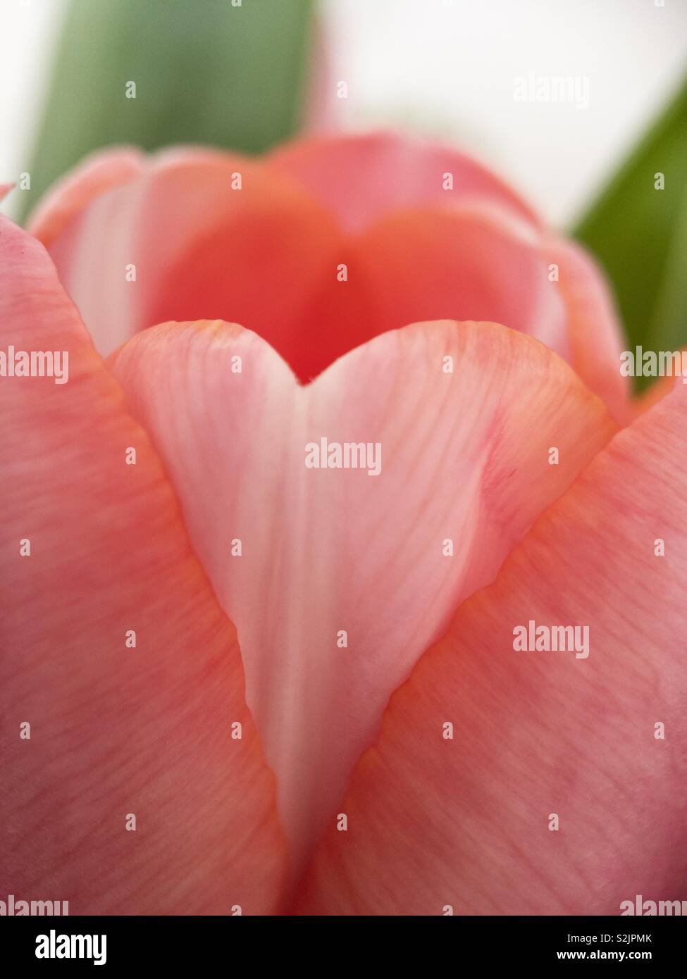 Un tulipano rosa e i suoi petali. Vi è la forma di un cuore per essere visto. Foto Stock