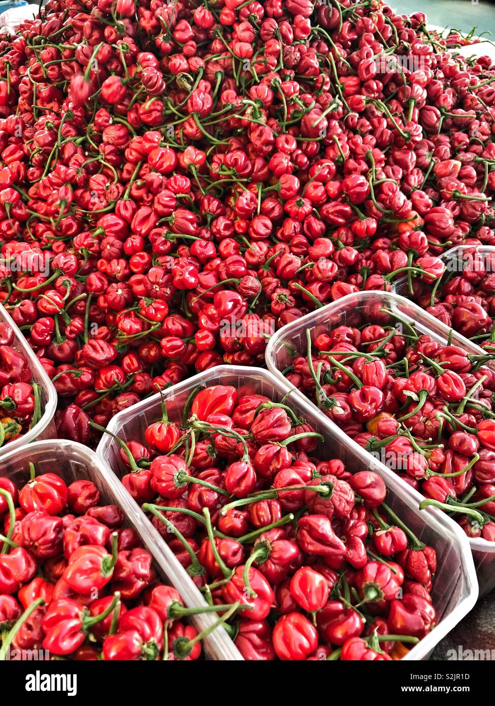 Peperoncino habanero fresco scelta per vendere Foto Stock