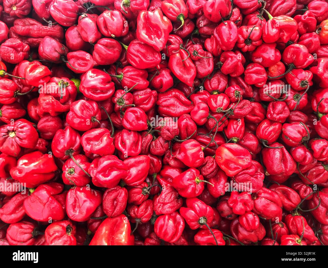 Peperoncino Habanero per vendere, fresche prelevare dal Marocco Foto Stock