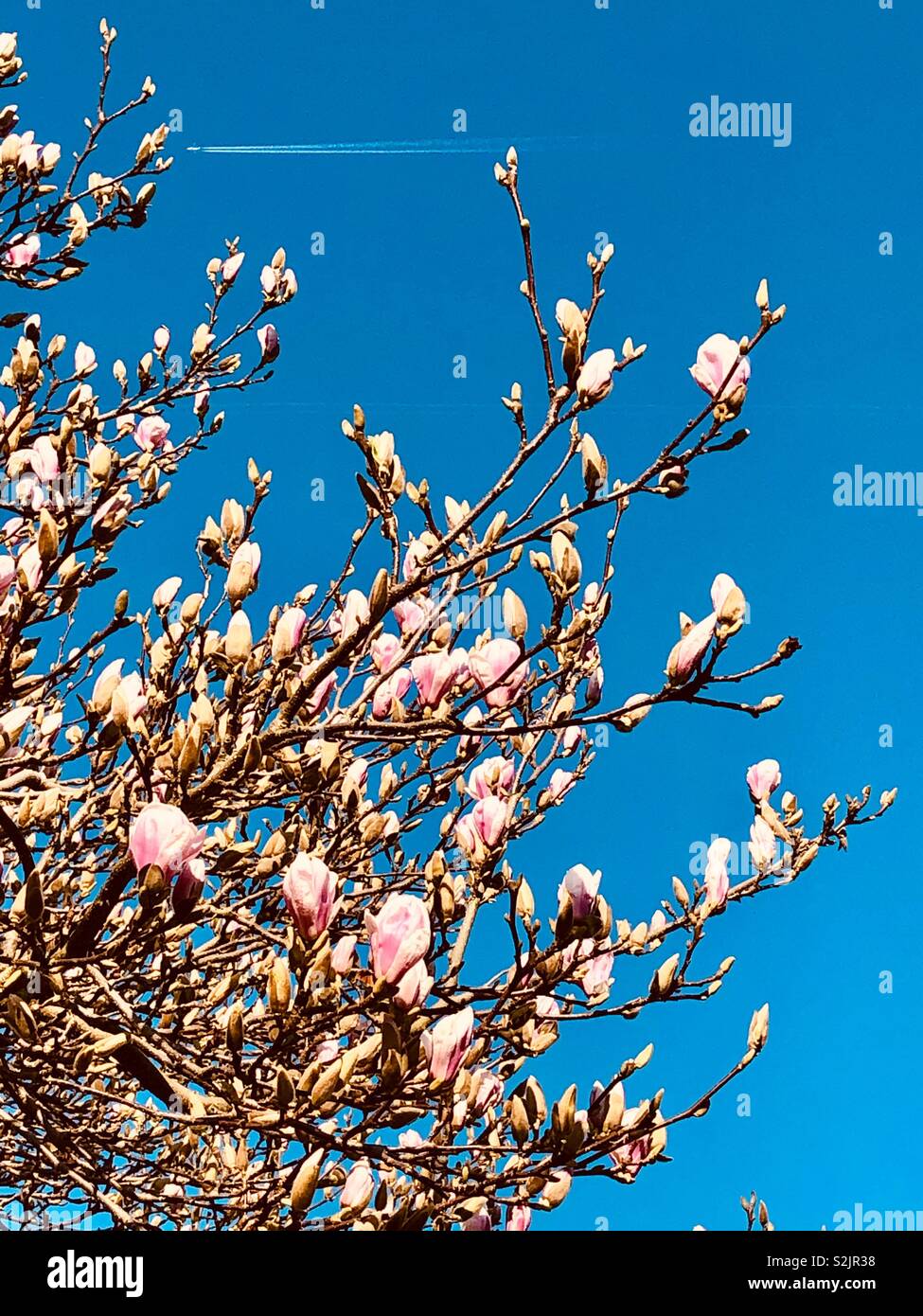 Albero di magnolia in fiore Foto Stock