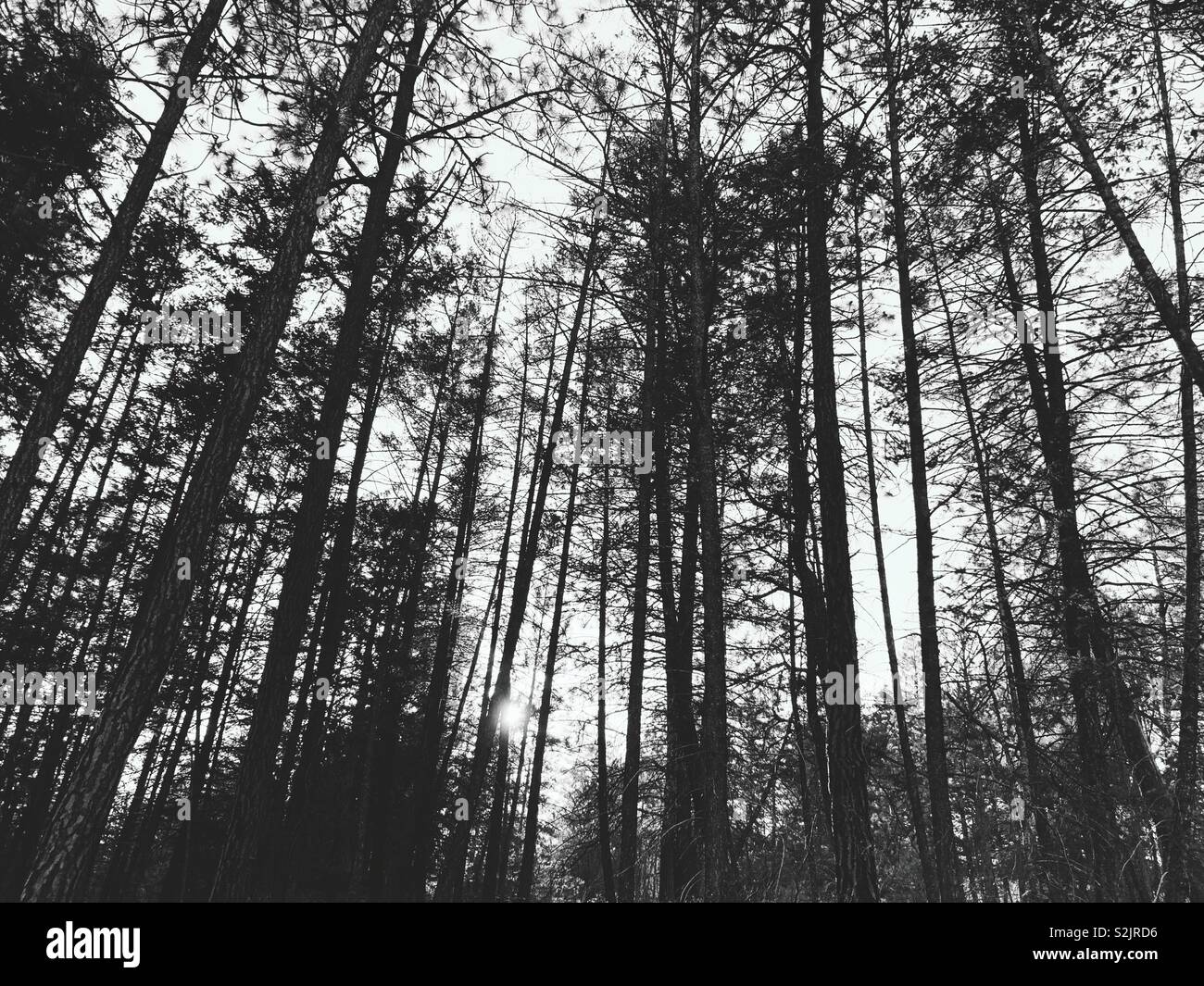 Bianco e nero retroilluminato foresta impostando sun. Foto Stock
