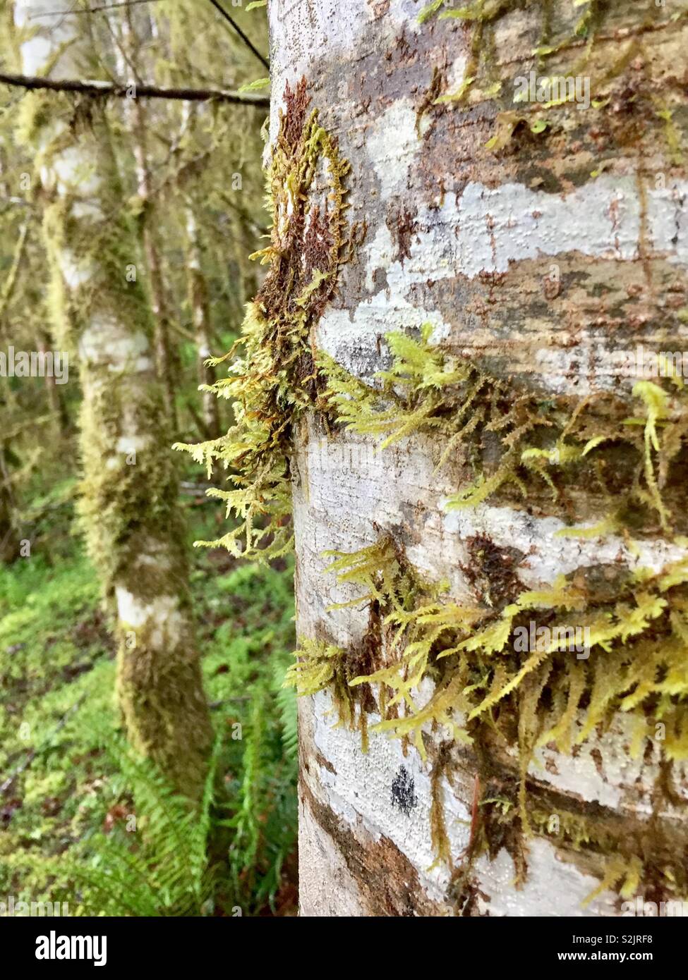 Moss crescente sul lato della struttura, il parco nazionale di Olympic, Washington Foto Stock