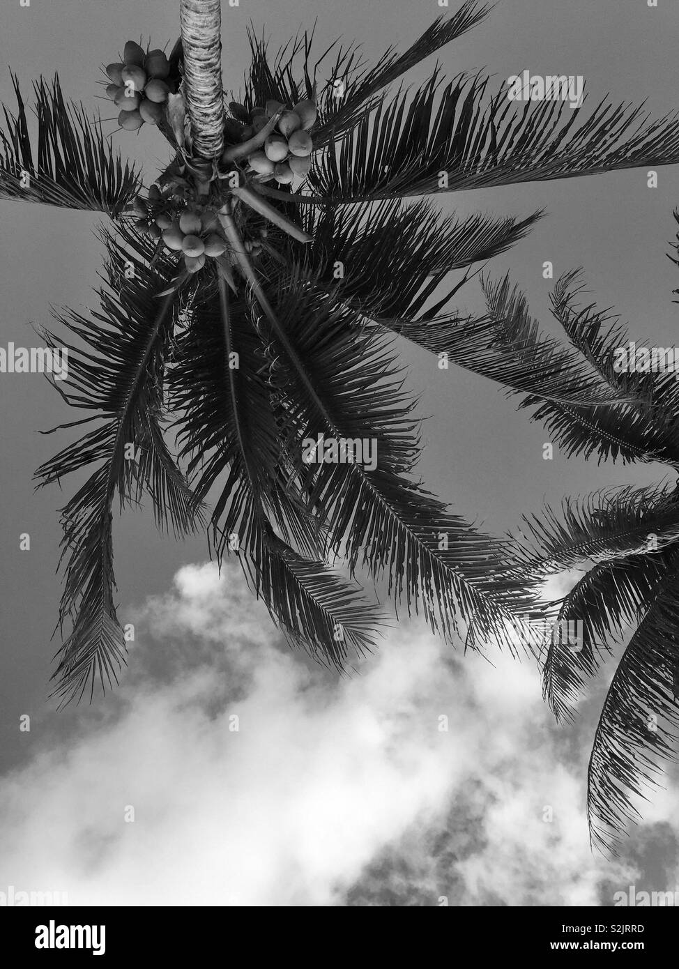 Le palme di cocco lungo il cielo, in bianco e nero, Messico Foto Stock