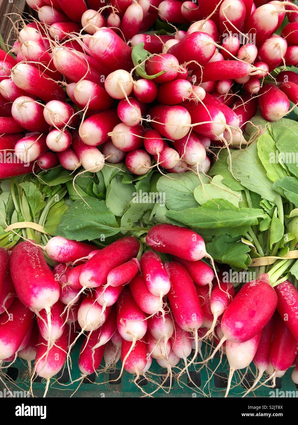 Ravanelli freschi per la vendita in un mercato francese - Immagine stock catturata con smartphone