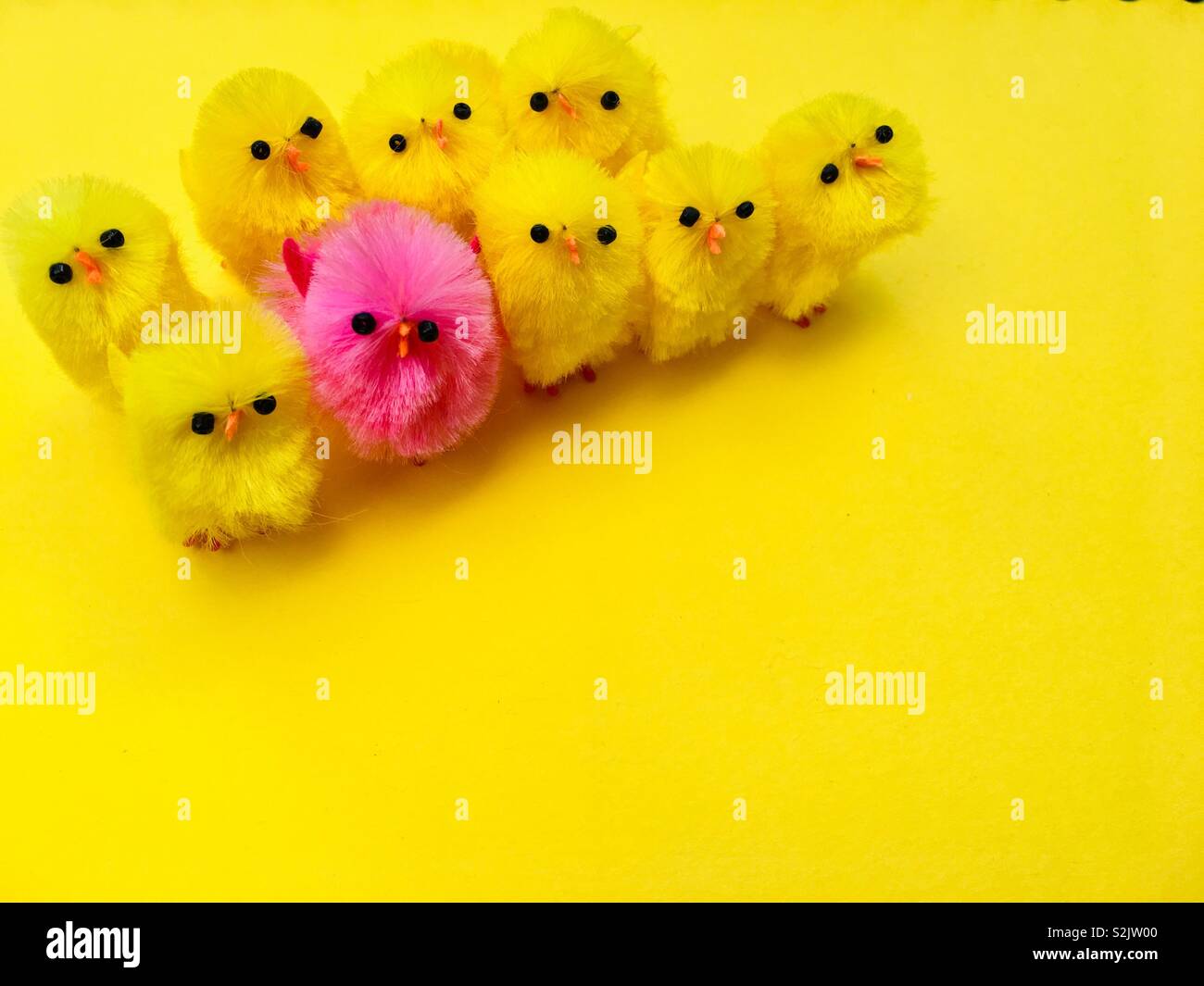 Pasqua pulcini su sfondo giallo Foto Stock