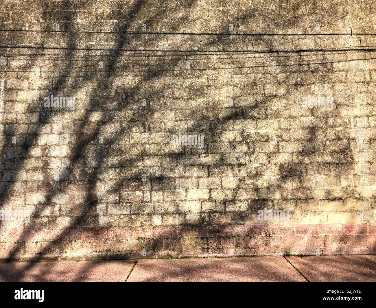 Ombre di un albero che cade sul grigio di un muro di mattoni Foto Stock