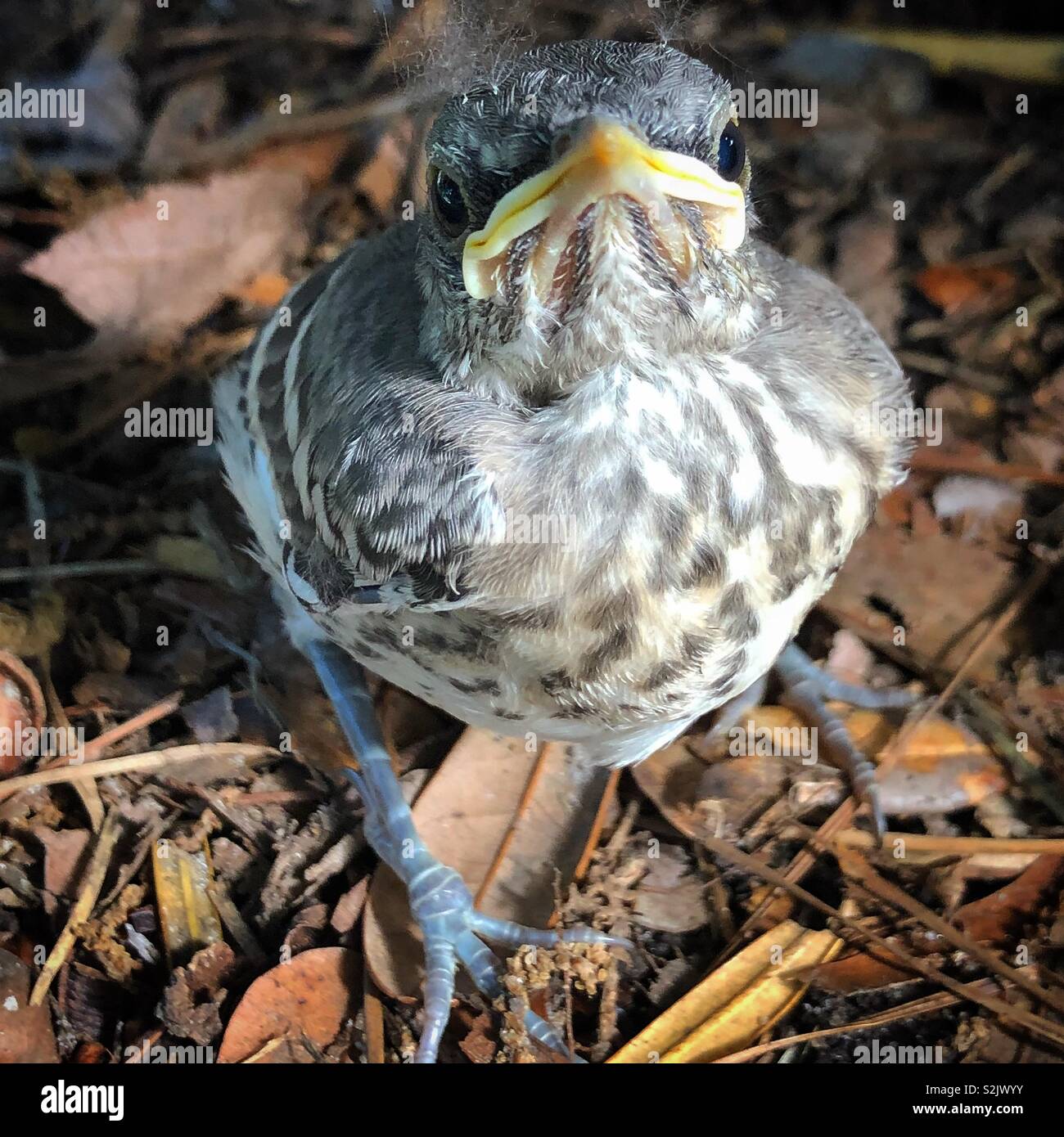 Baby mockingbird Foto Stock