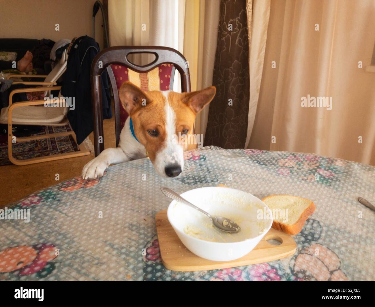 Basenji cane cercando di raggiungere la ciotola con il formaggio gli avanzi sul tavolo da pranzo Foto Stock