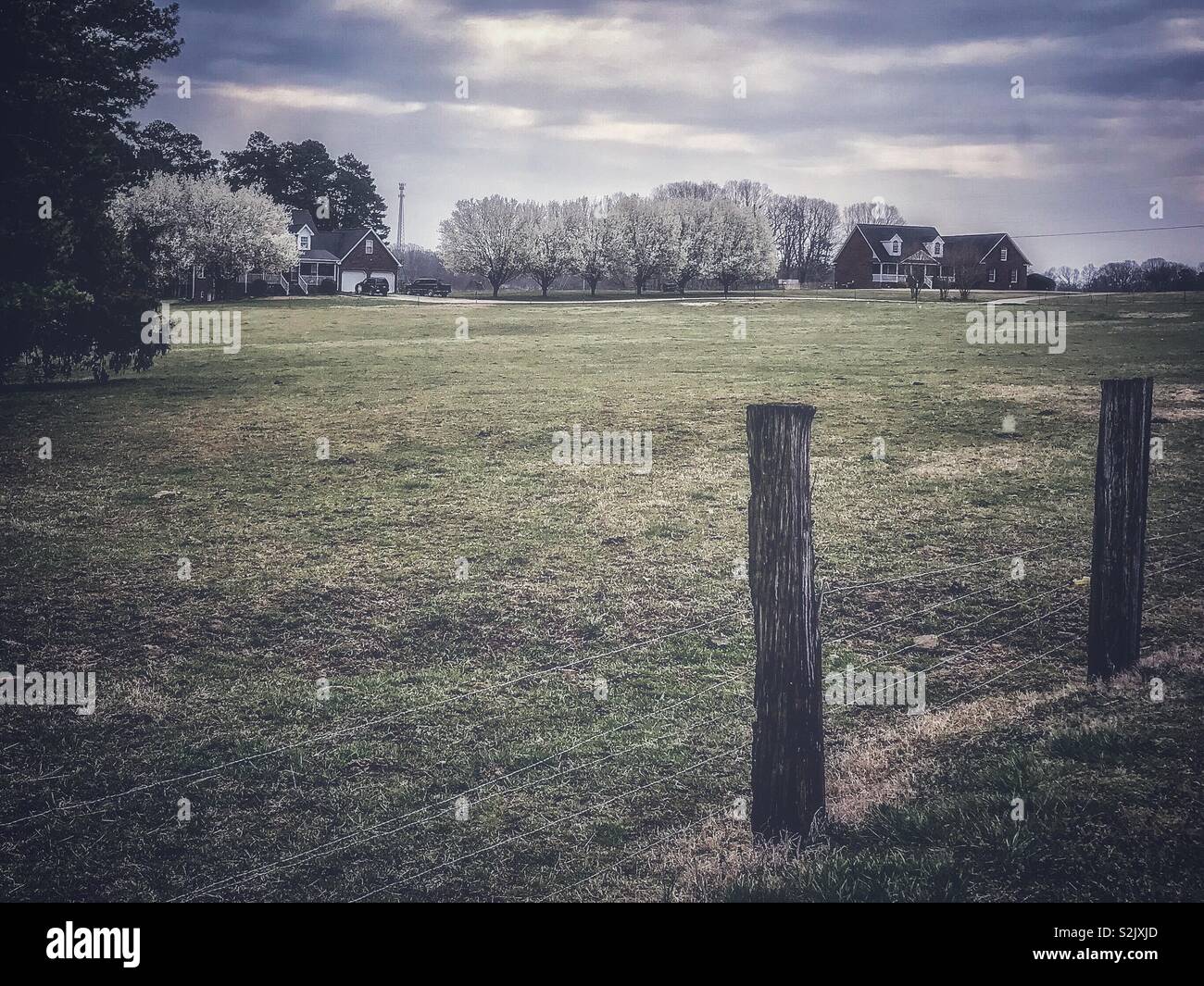 Colori smorzati in foto di recinzione, pascolo, e la fila di fioritura peri Foto Stock