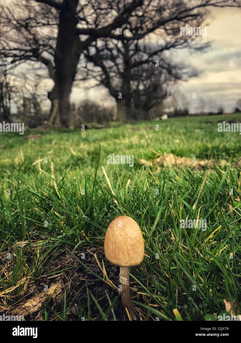 Piccoli funghi che crescono in campagna, non hai bisogno di essere grande per stare fuori. - Immagine stock catturata con smartphone