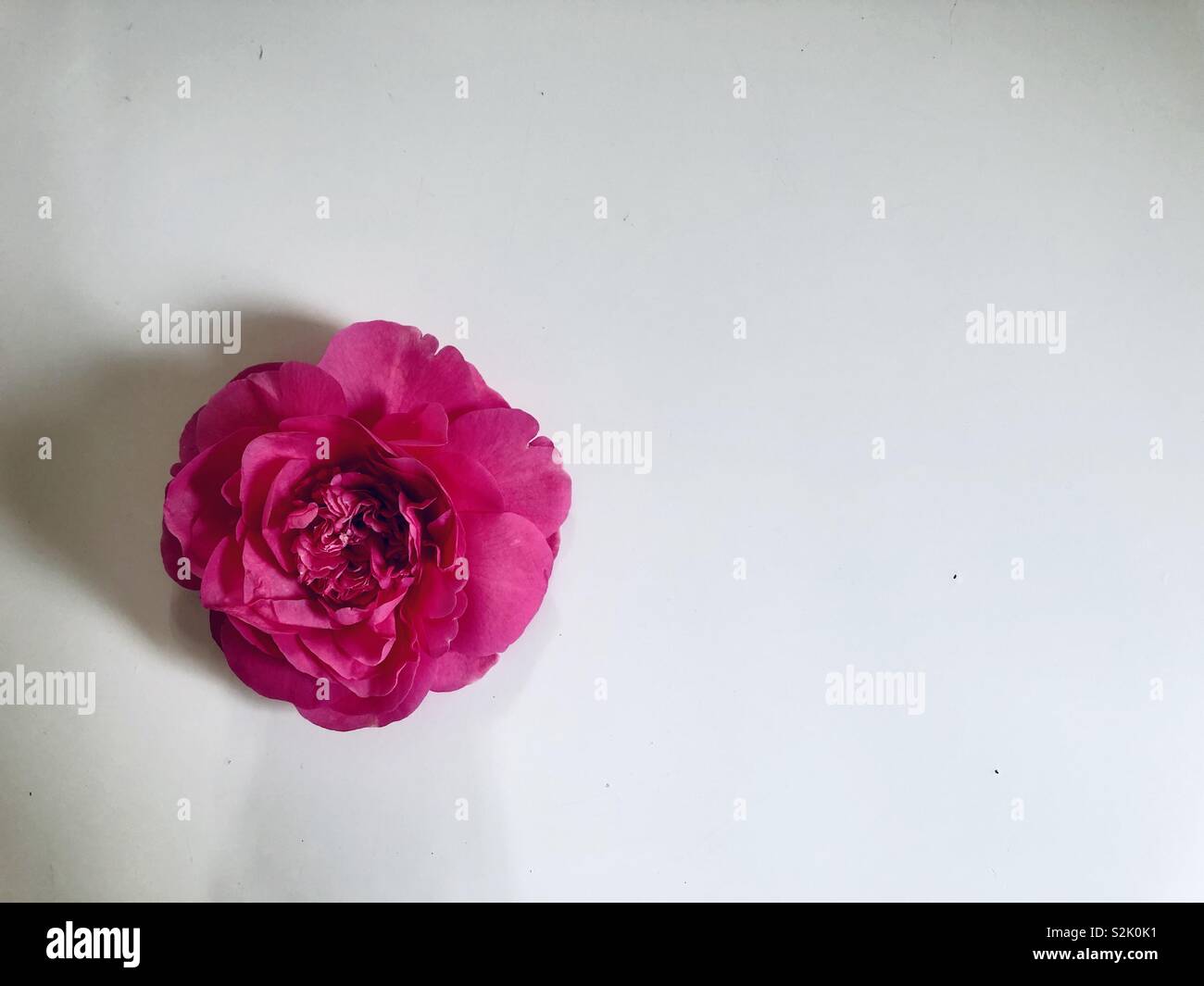 Camelia rosa unico fiore su sfondo bianco - Immagine stock catturata con smartphone