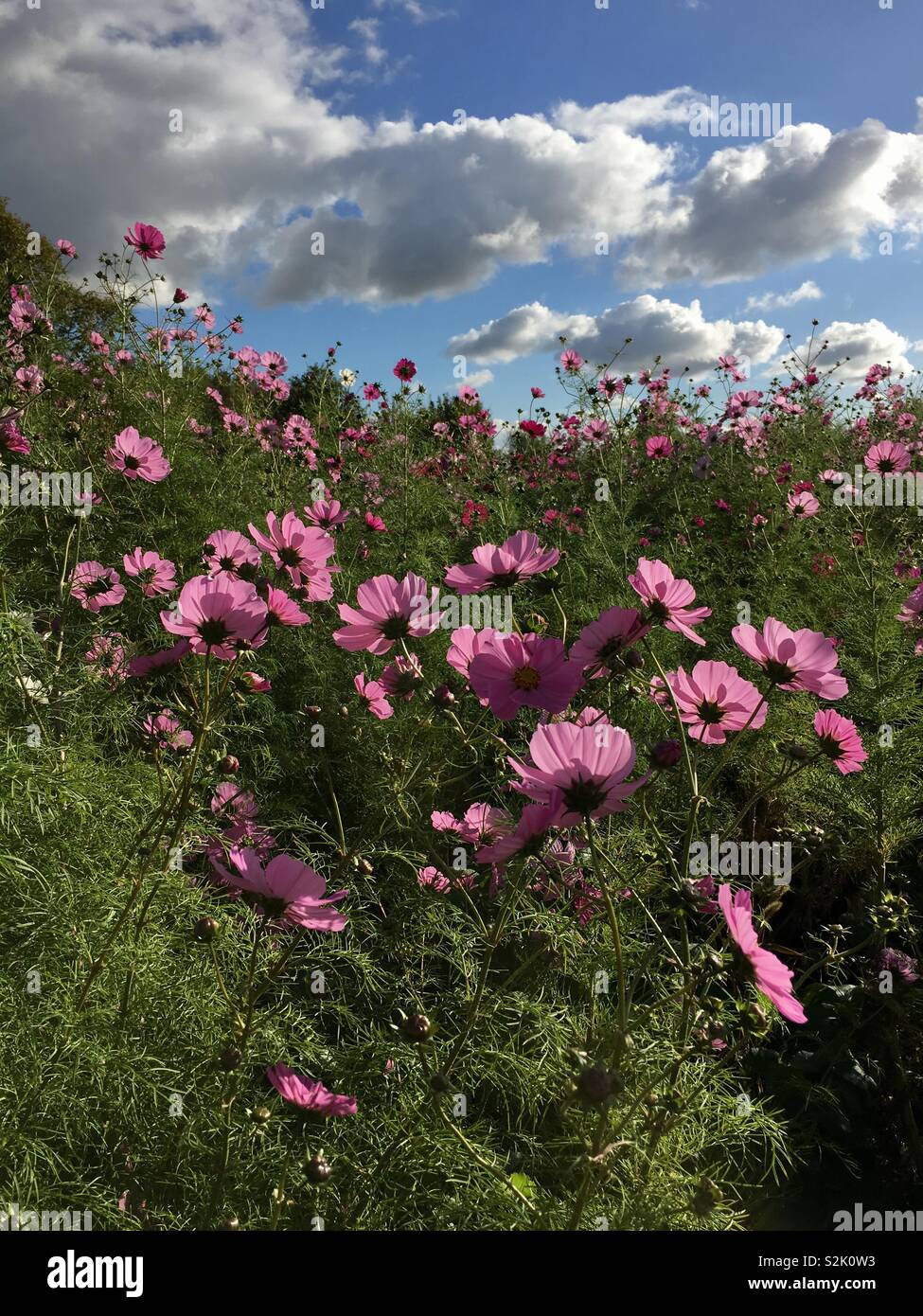 Bella cosmo fiori su una soleggiata giornata estiva a Breda, Paesi Bassi Foto Stock