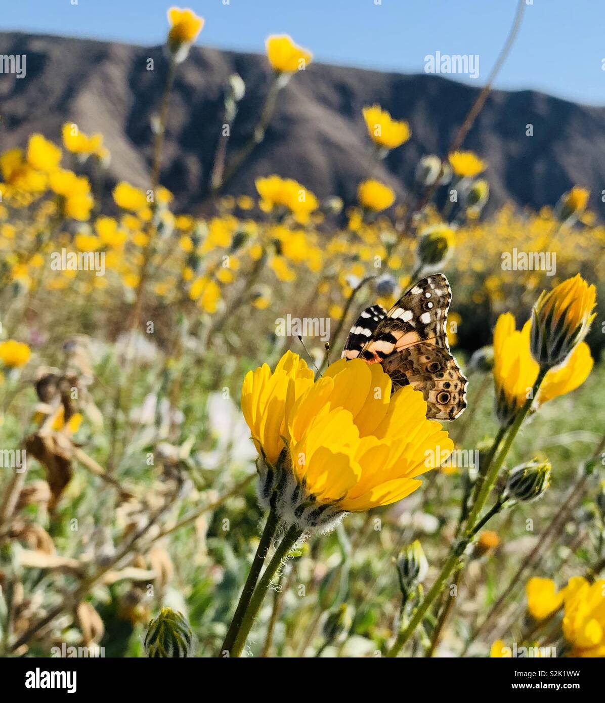 Un dipinto di Lady butterfly poggia su un fiore giallo durante la superbloom nel deserto della California.sm Foto Stock