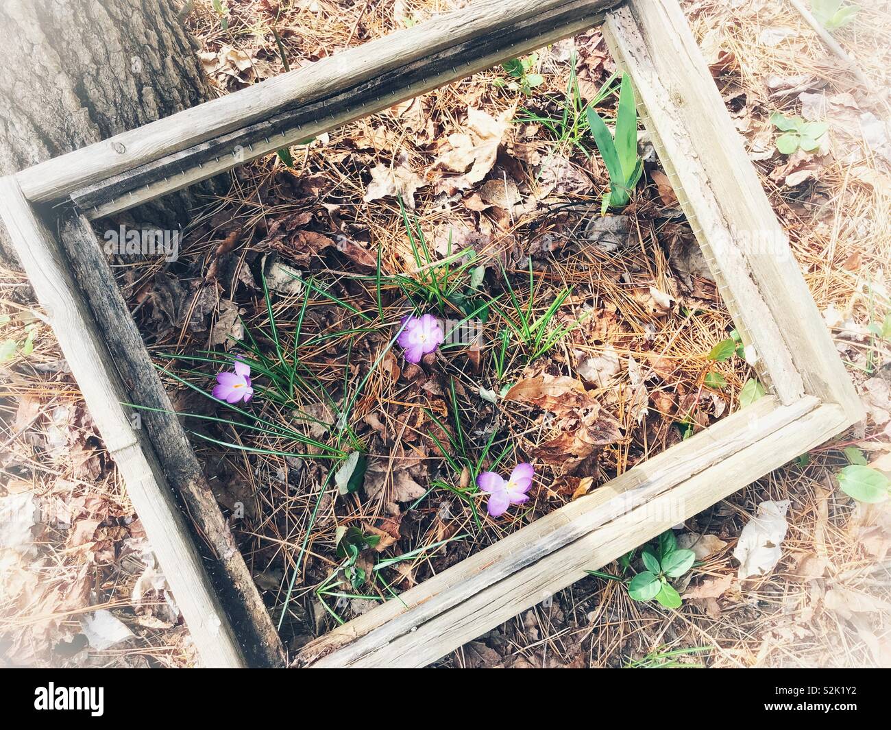 Foto sovraesposta di tre viola di crochi entro un rustico telaio in legno sostennero contro un albero in primavera - Immagine stock catturata con smartphone