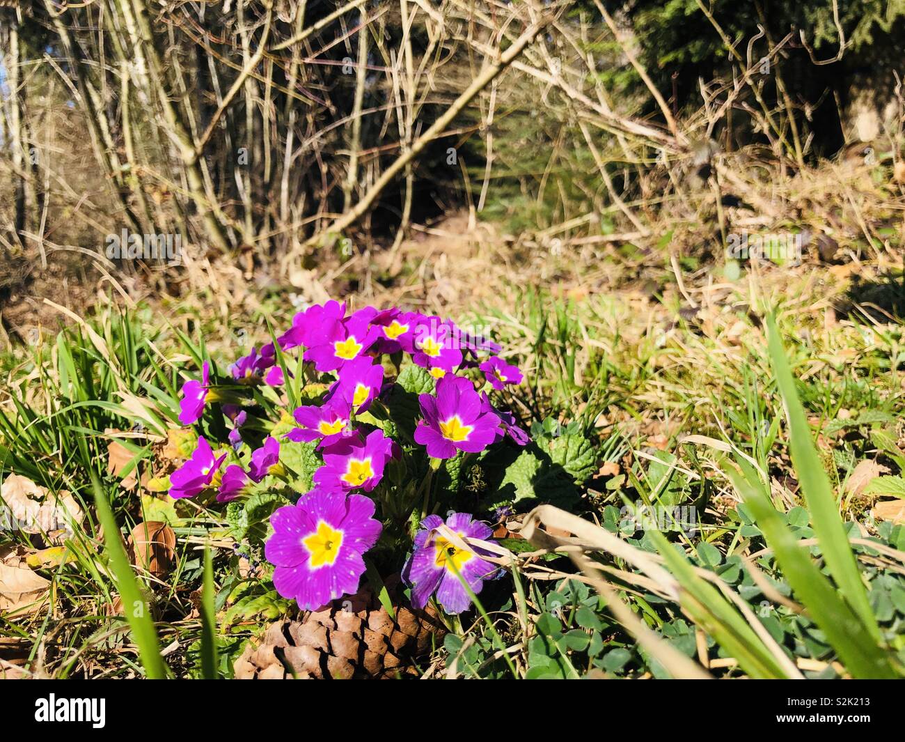 Primule cresce nei boschi in Svizzera Foto Stock