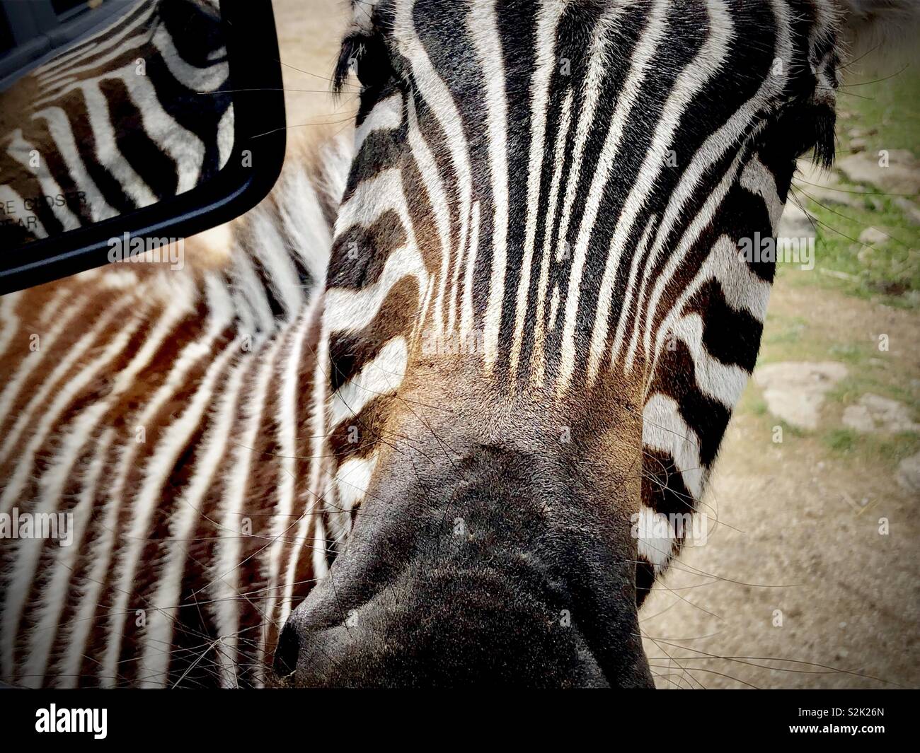 Zebra ad un drive through wildlife ranch del peering in auto Foto Stock