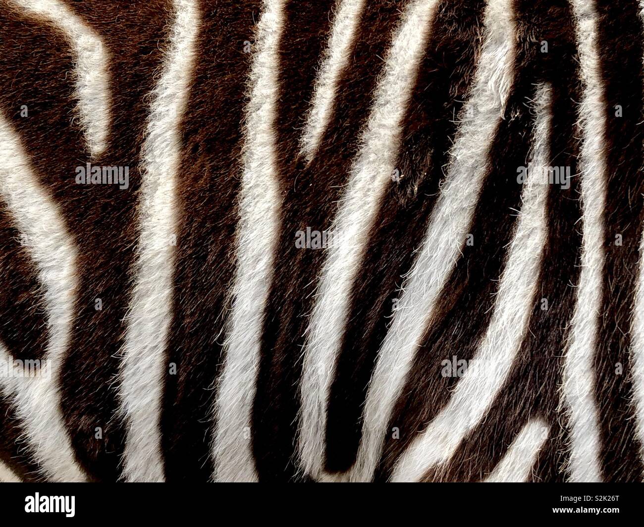 In prossimità di una zebra - Immagine stock catturata con smartphone