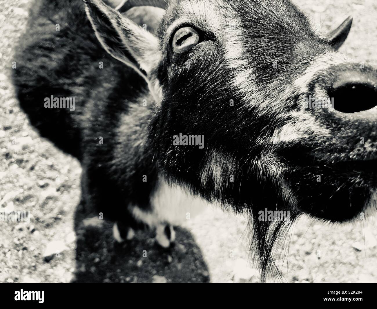 Immagine in bianco e nero di una capra in uno zoo di animali domestici Foto Stock