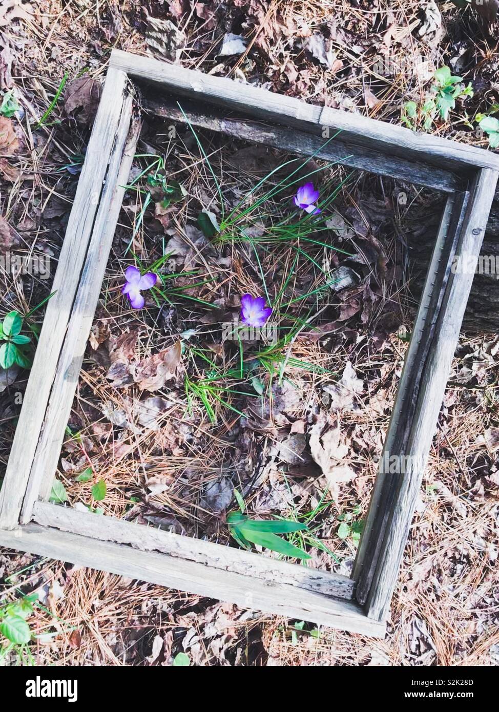 Tre crocus olandese blossoms incorniciato in una casella rustico scoppiare attraverso i livelli di morti in primavera Foto Stock