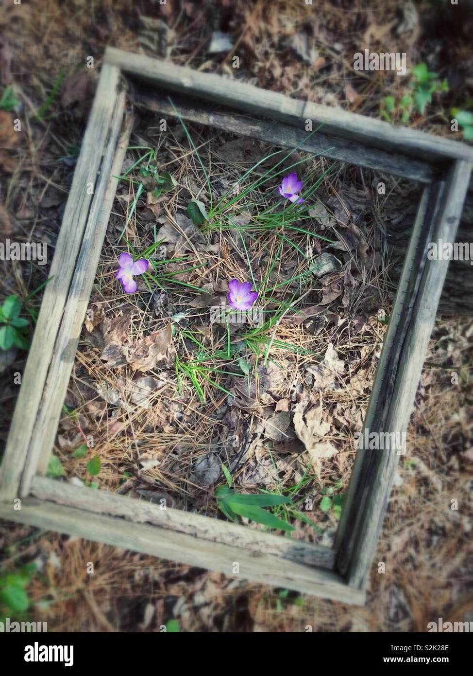 Tre viola di crochi di primavera fioriscono all'interno di un rustico di telaio in legno in primavera - Carolina del Nord - Immagine stock catturata con smartphone