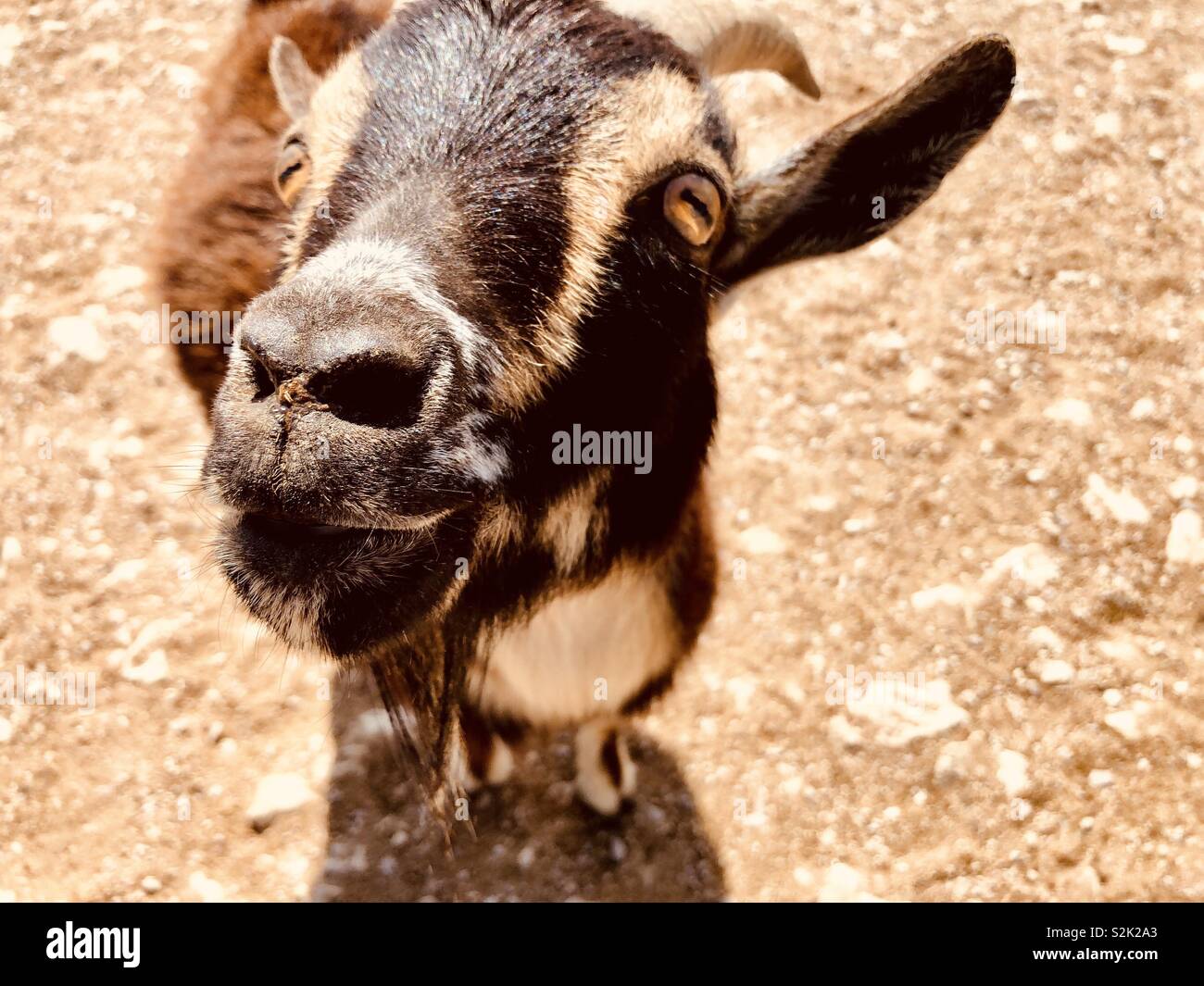 In prossimità di una capra marrone cercando nella fotocamera - Immagine stock catturata con smartphone