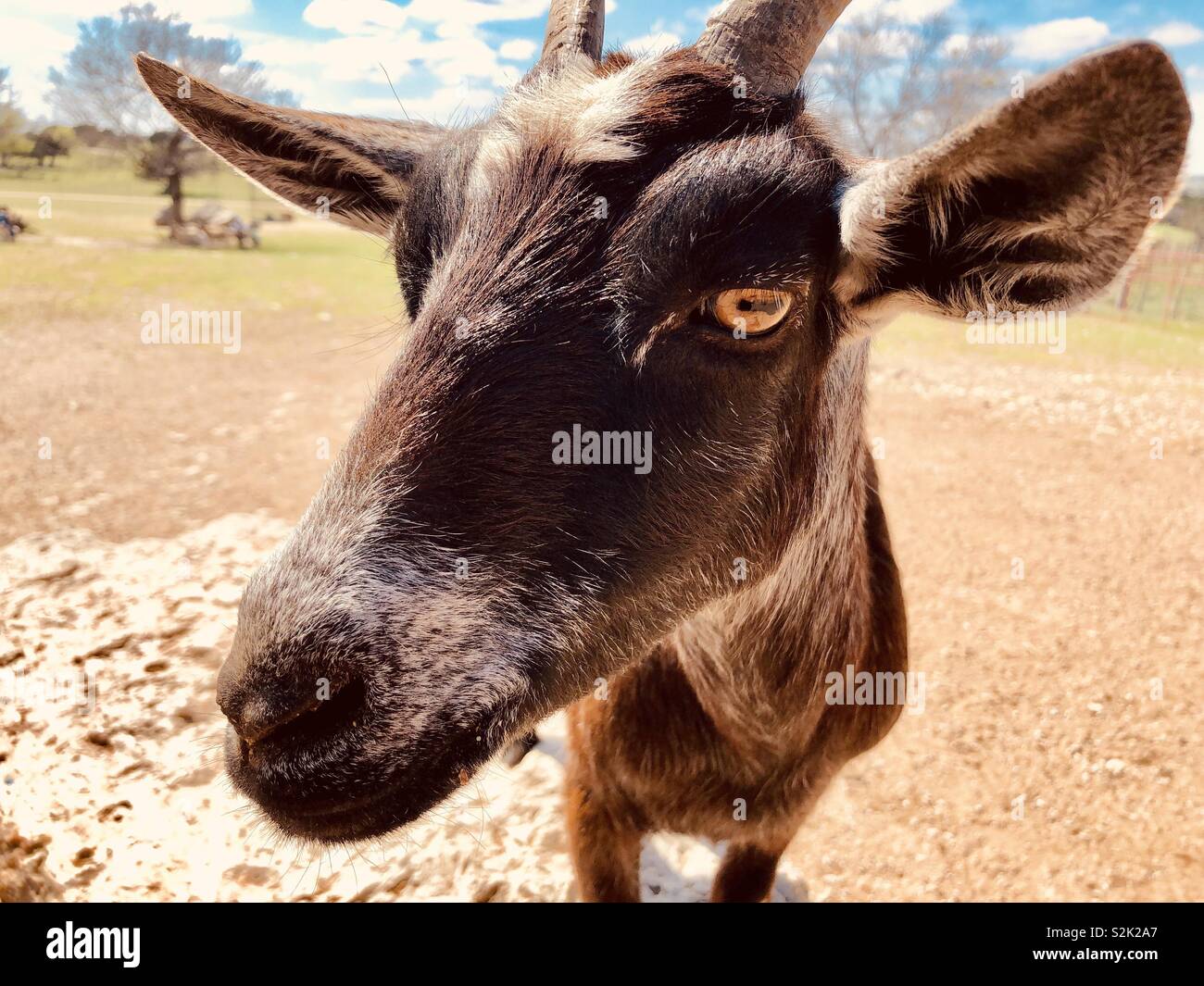 In prossimità di una capra marrone in uno zoo di animali domestici - Immagine stock catturata con smartphone