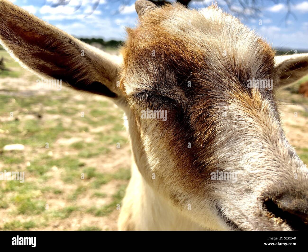 Baby capra a uno zoo di animali domestici - Immagine stock catturata con smartphone