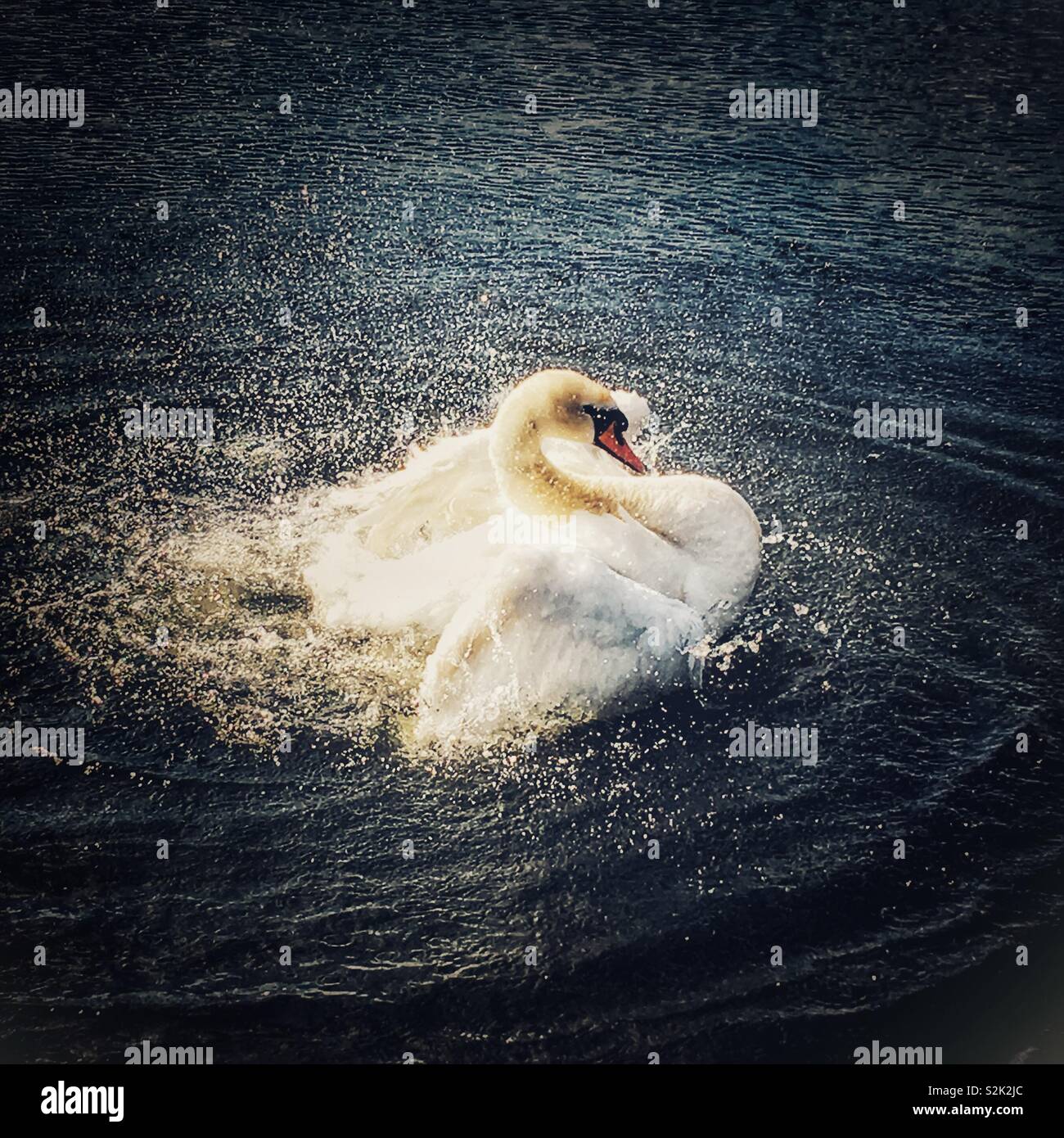 Pulizia del cigno se stessa in stagno a Kensington Gardens, Londra - Immagine stock catturata con smartphone