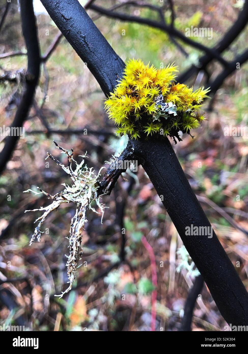 Muschi e licheni crescono su un nero bruciato ramo dell'albero. Foto Stock