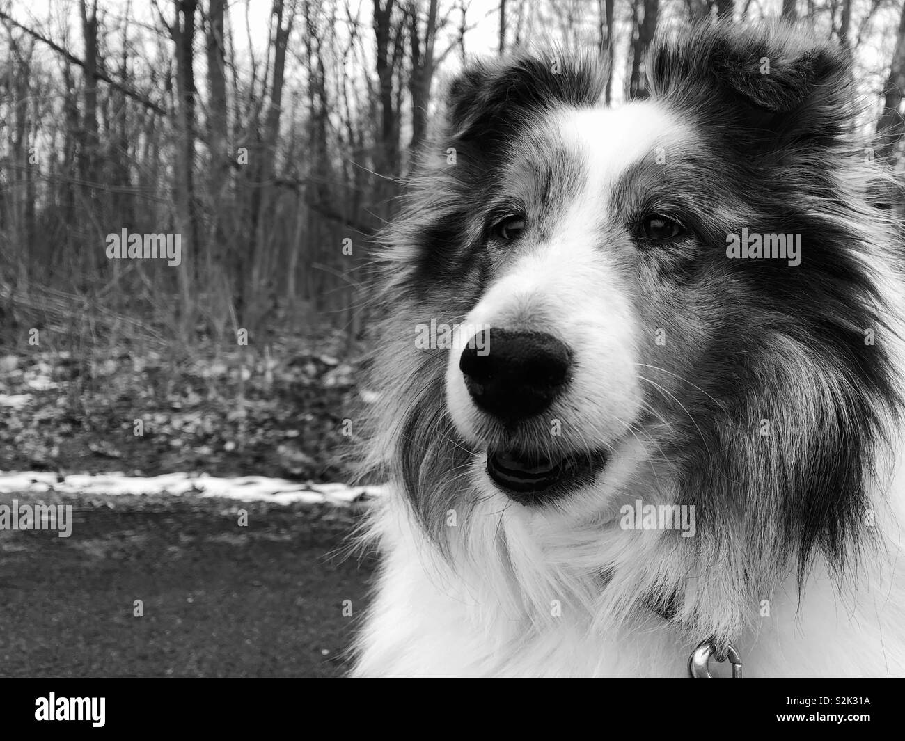 Felice sheltie cane da boschi in bianco e nero - Immagine stock catturata con smartphone