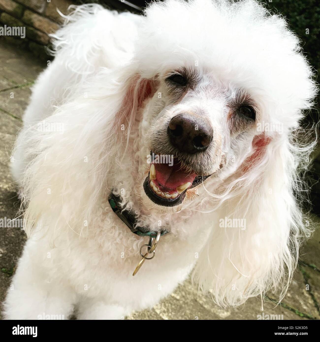 Un tale felice Poodle Foto Stock