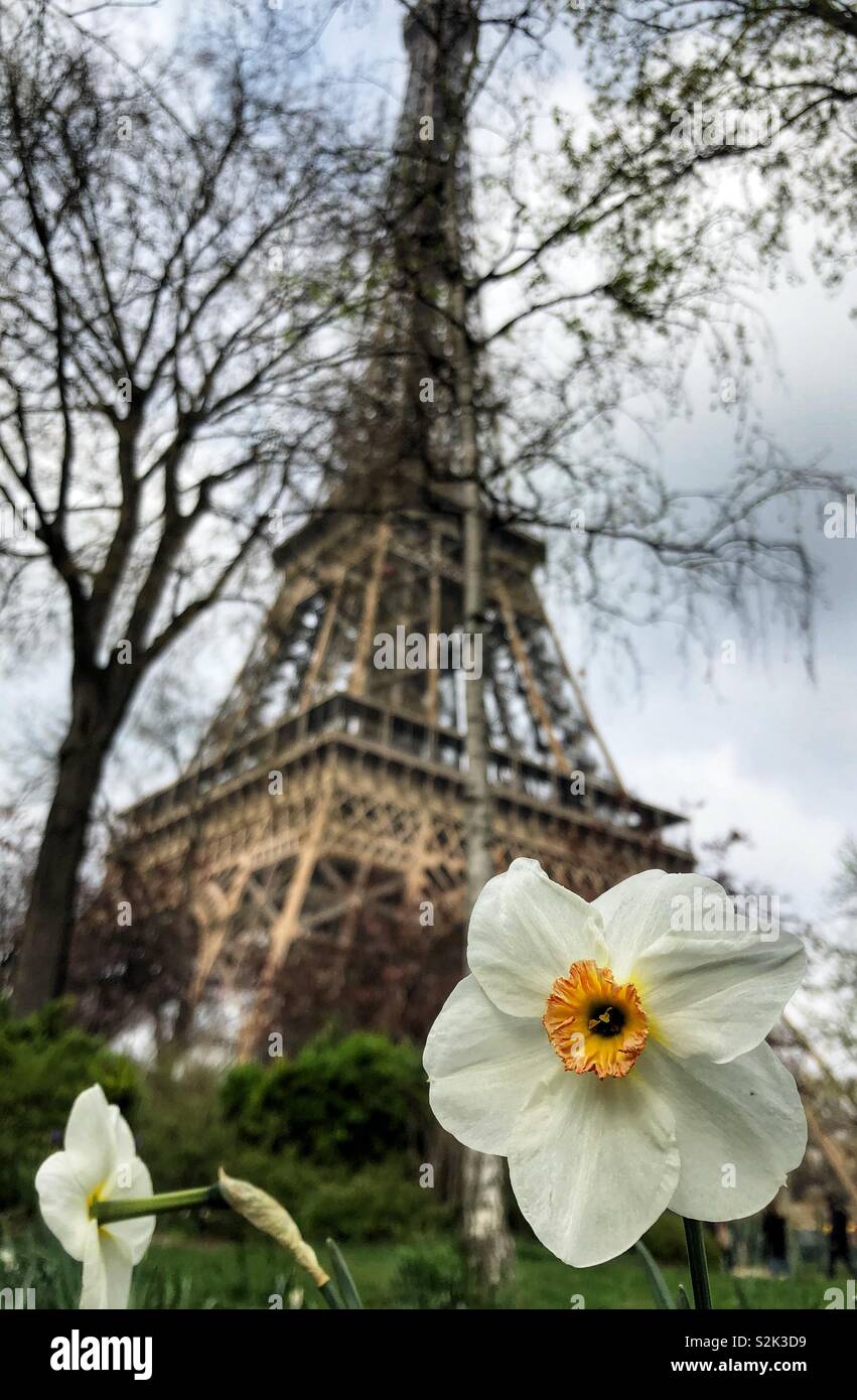 Fiore di narciso fioritura di fronte alla Torre Eiffel a Parigi Foto Stock