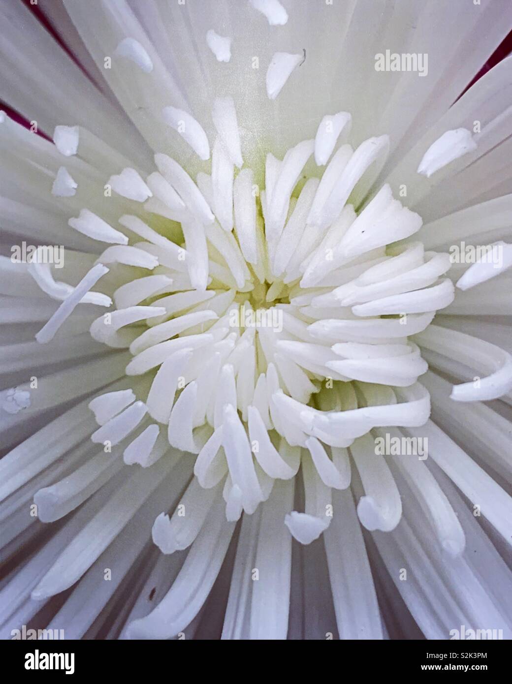 Fiore bianco fino vicino Foto Stock