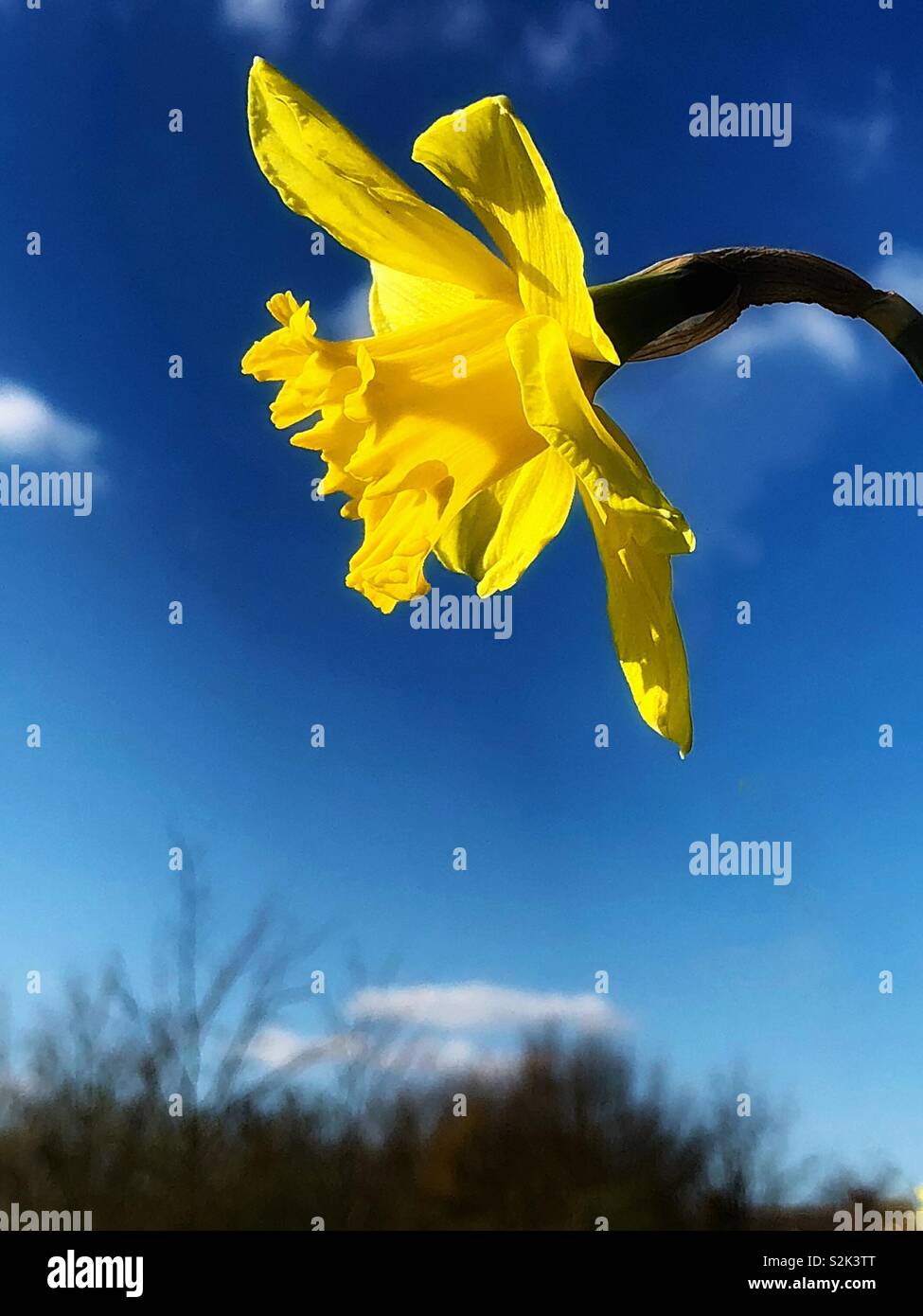La vibrante daffodil fiore - Immagine stock catturata con smartphone