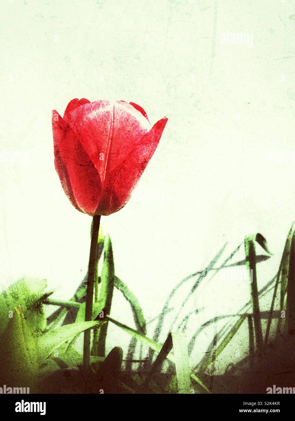 Unico red tulip contro un muro bianco Foto Stock