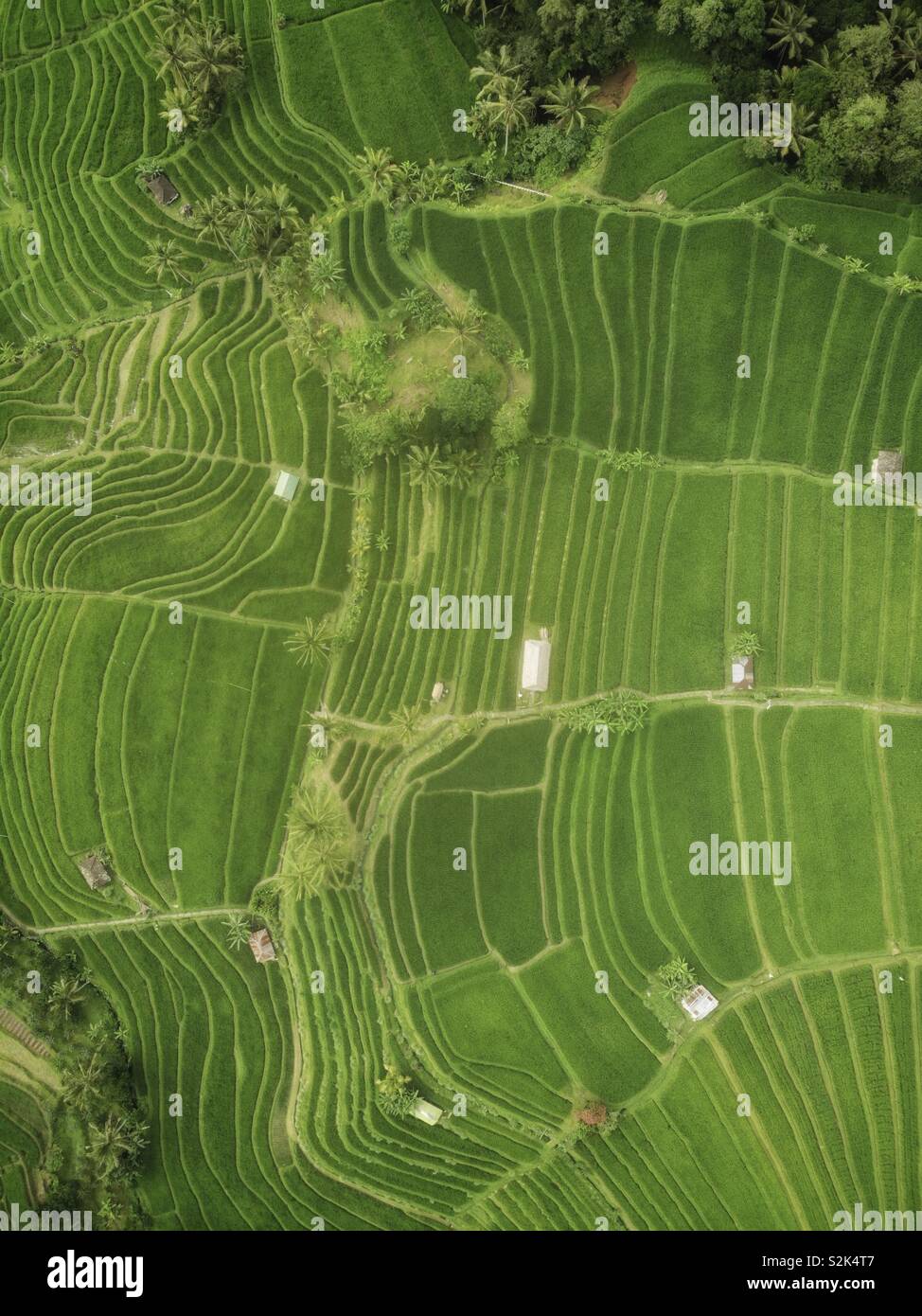 Bali campi di riso da fuco Foto Stock