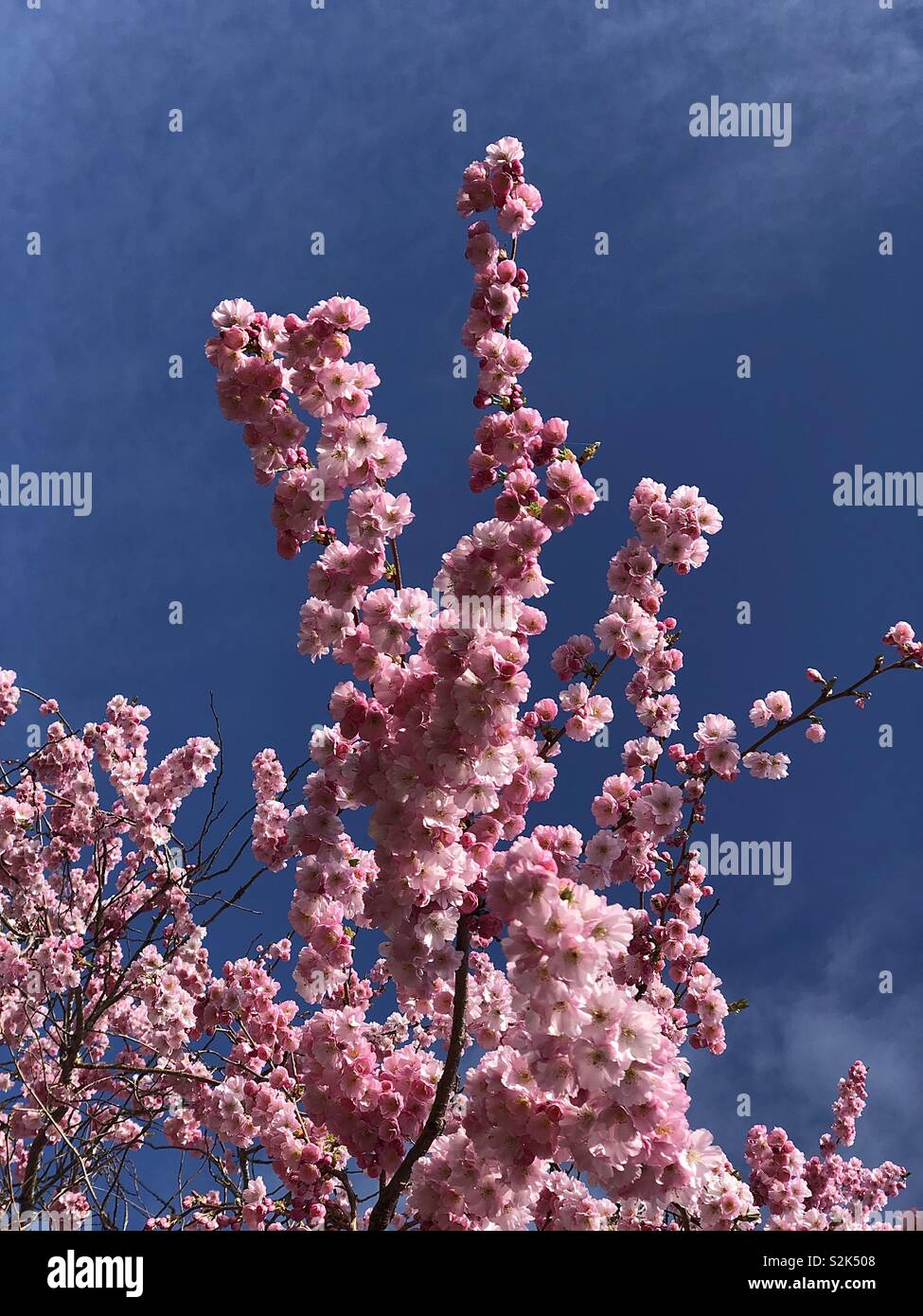 Rosa fiori di ciliegio - Immagine stock catturata con smartphone