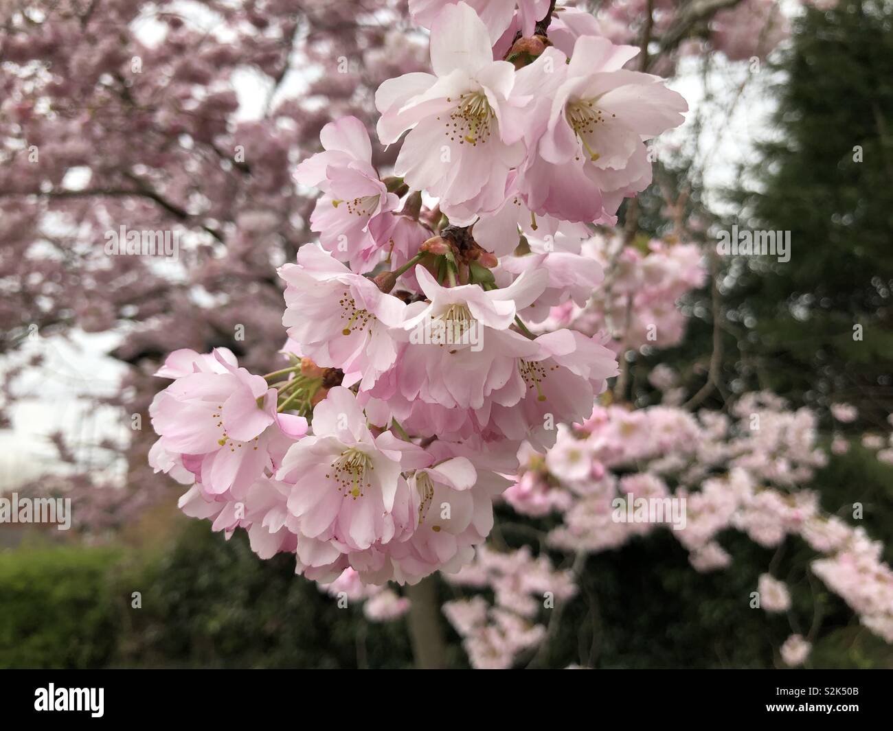 Fiore rosa su un albero di ciliegio, Prunus Kansan, all'inizio della primavera. - Immagine stock catturata con smartphone