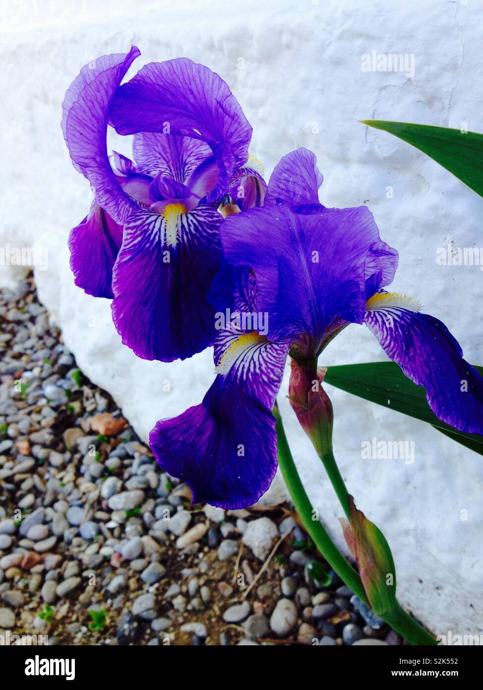 Il tedesco barbuto (iris Iris germanica x) Fiori closeup - Immagine stock catturata con smartphone