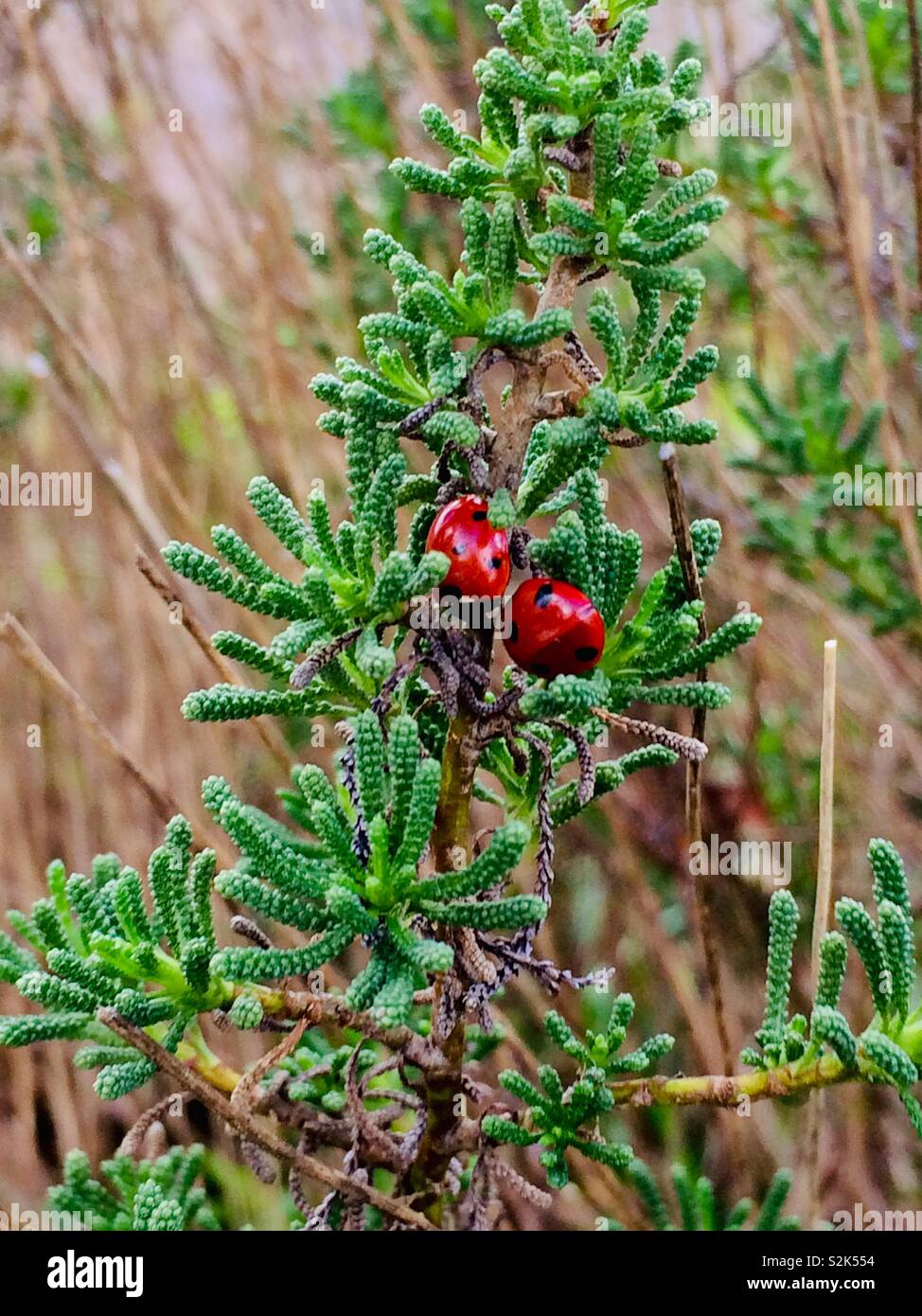 Due coccinelle su un arbusto da giardino Foto Stock