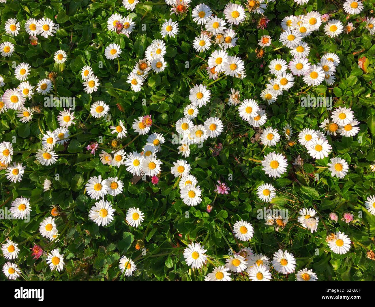 Margherite (Bellis perenis) in un Parco del Regno Unito, alla fine di marzo. Foto Stock