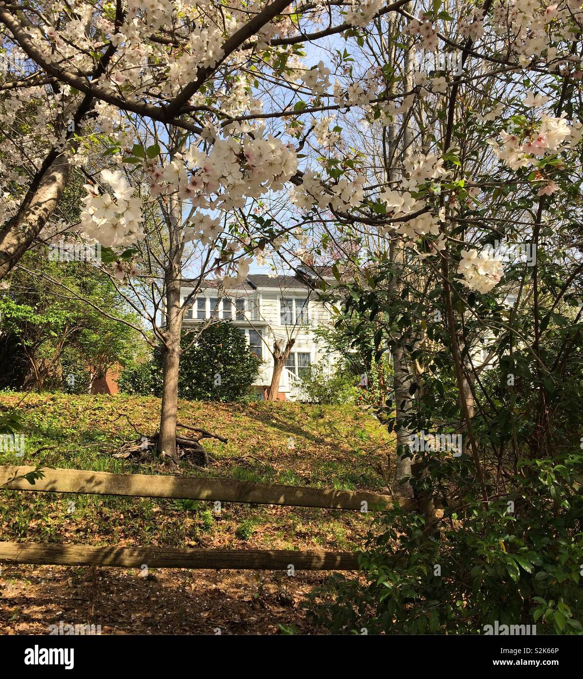 Alberi fioriti telaio una vista di una casa su una collina nel Parco Ansley quartiere, Atlanta, Georgia, Stati Uniti Foto Stock