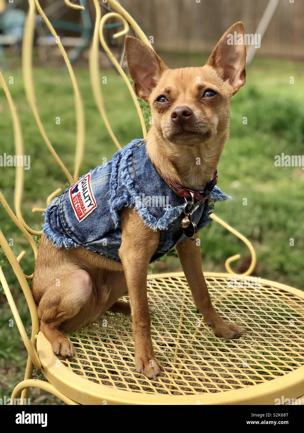 Elegante chihuahua indossando il denim. Seduto nella sedia vintage. Foto Stock