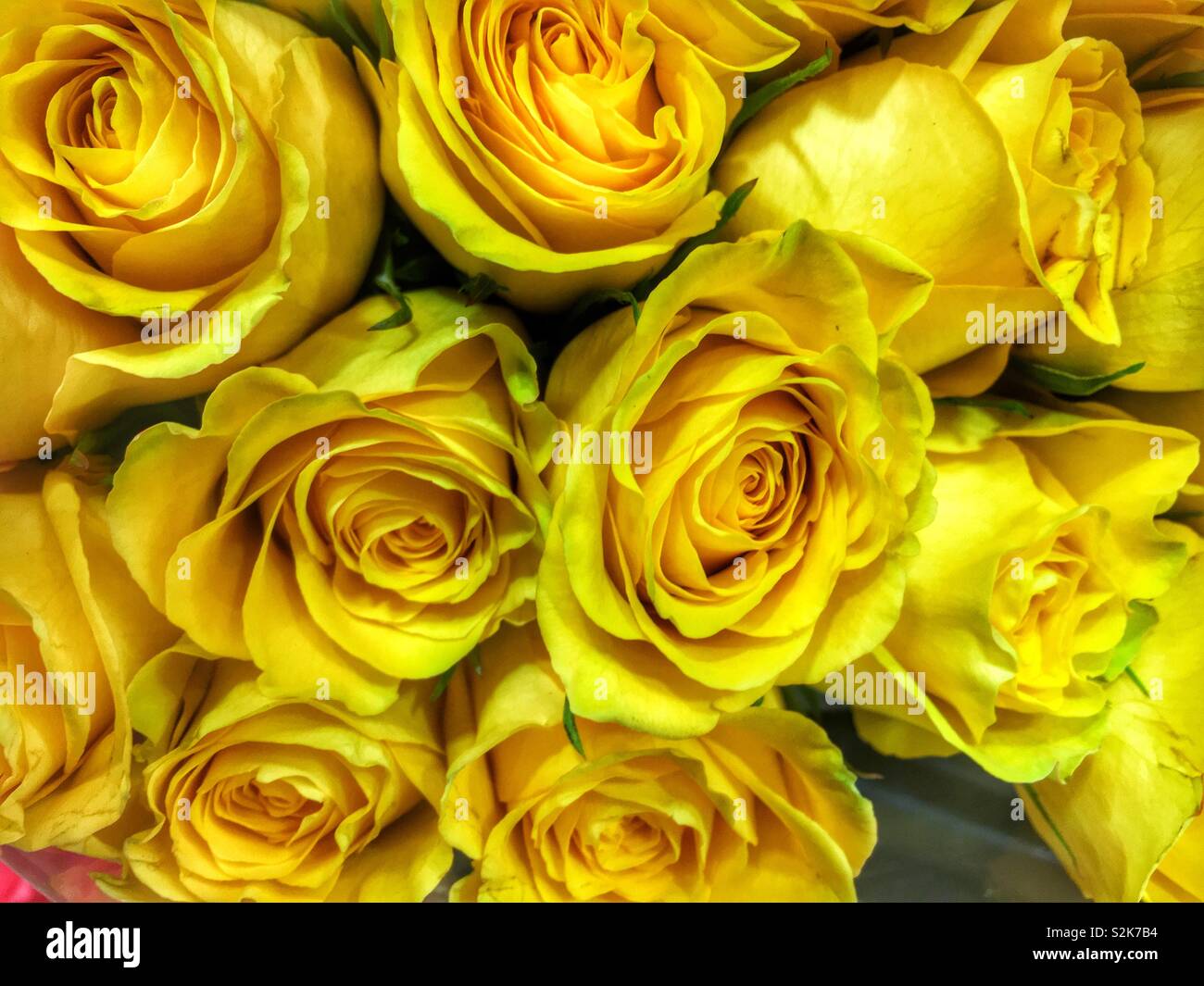 Full frame di un mazzo di fiori di giallo fresco di rose. Foto Stock